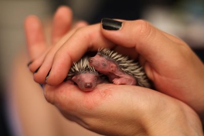 Unterstützung für Igel, Amsel und Co. 