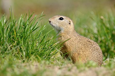 Projekt "Naturschutzbund Niederösterreich - Netzwerk Ziesel" unterstützen