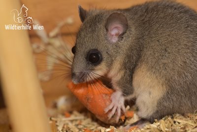 Tierische Patienten